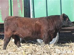 ARCH 502 Red Angus 2YO Bull 