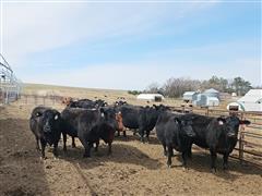 8) Black Bred Cows (BID PER HEAD) 