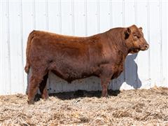 Decade 319L (Red Angus) 