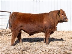 Platinum 345L (Red Angus) 