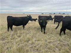 4) 3-4 YO Heavy Bred Commercial Black Cows (BID PER HEAD) 