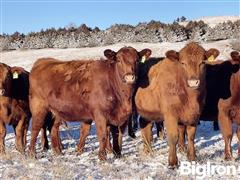 12) Red Angus Bred Heifers (AI'd To Bieber Bluechip) (BID PER HEAD) 