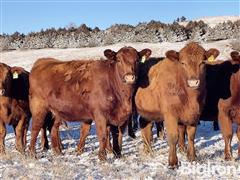 12) Red Angus Bred Heifers (AI'd To Bieber Bluechip) (BID PER HEAD) 