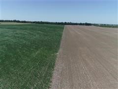 Tr 1 wheat & soybeans looking east.jpg