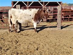 7 YO Shorthorn Cow 