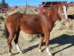 Rodeo Rough Stock Mare 