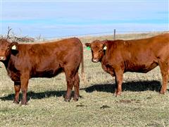 items/0608b0a6b47aee11a81c00224890f82c/bredheifers-2_0935c9865ba940df8fbf0f07e897631d.jpg