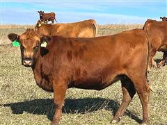 items/0608b0a6b47aee11a81c00224890f82c/bredheifers-2_25e61cbc711c4e33b79ccd4f1030f130.jpg