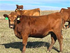 items/0608b0a6b47aee11a81c00224890f82c/bredheifers-2_25e61cbc711c4e33b79ccd4f1030f130.jpg