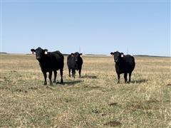 Black Angus 4-5 YO Fall Bred Cows (BID PER HEAD) 