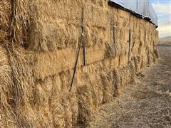 Lot Of 100 Small Square Tef Grass Bales 