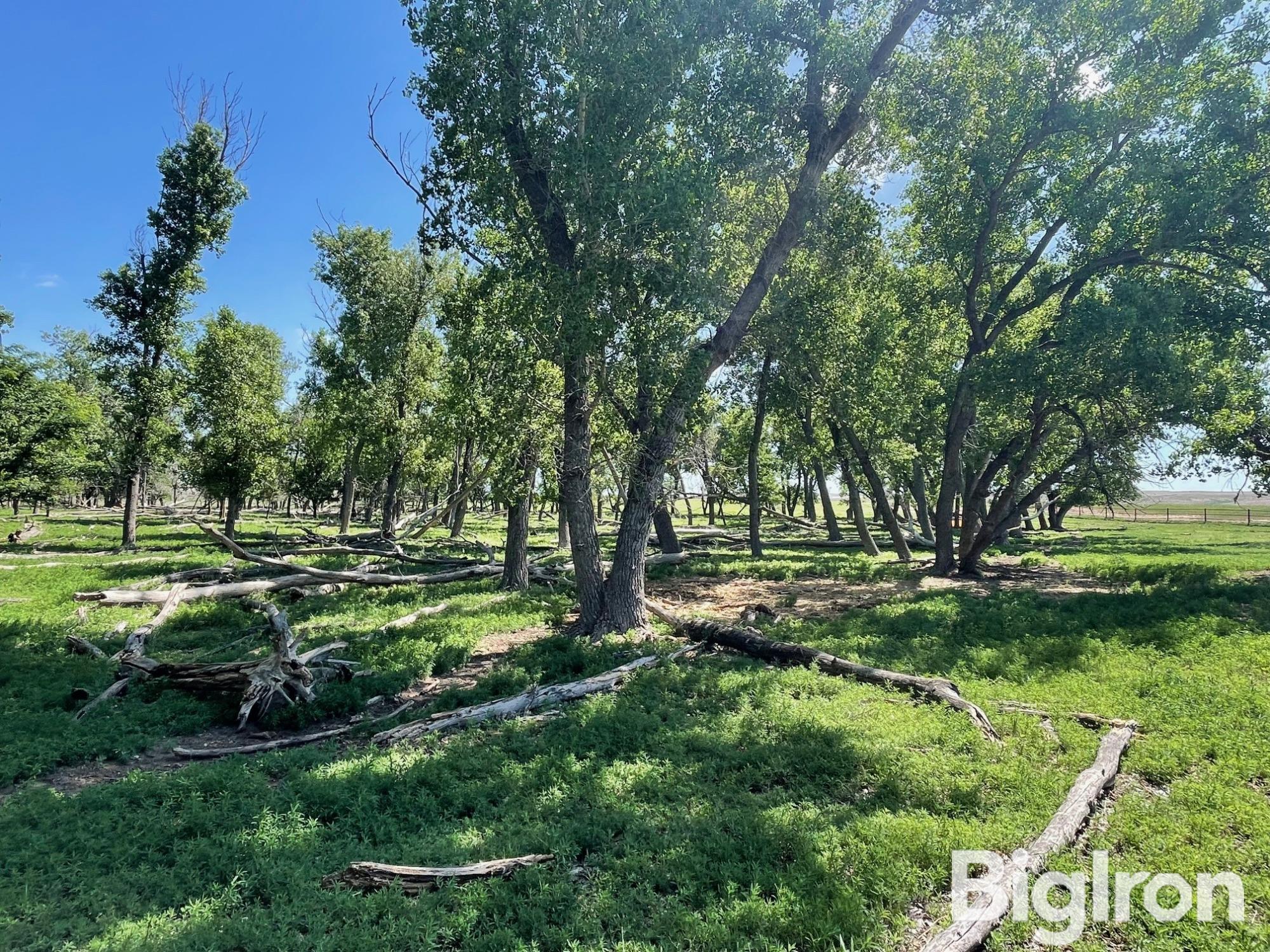 Tree Grove 3 NW Corner.jpg