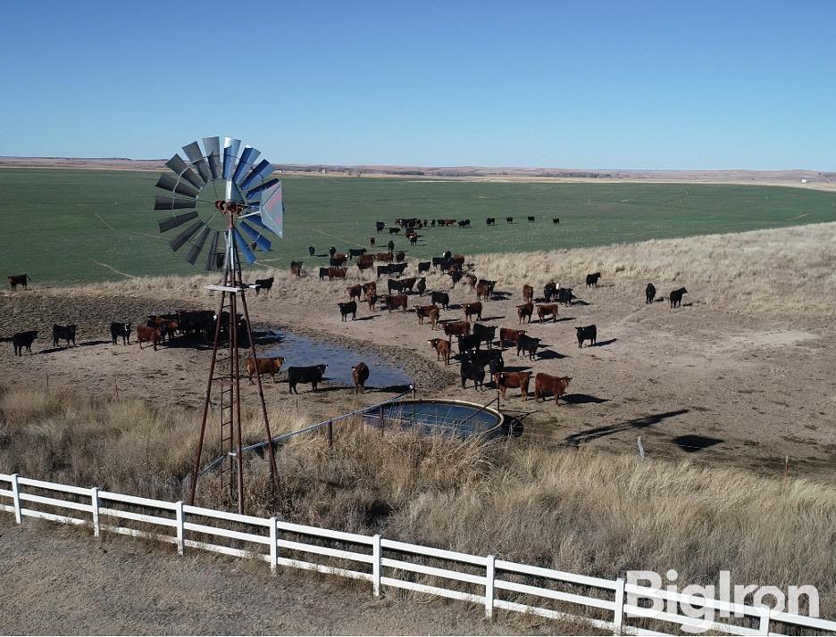 Picture Cattle at Tank.jpg