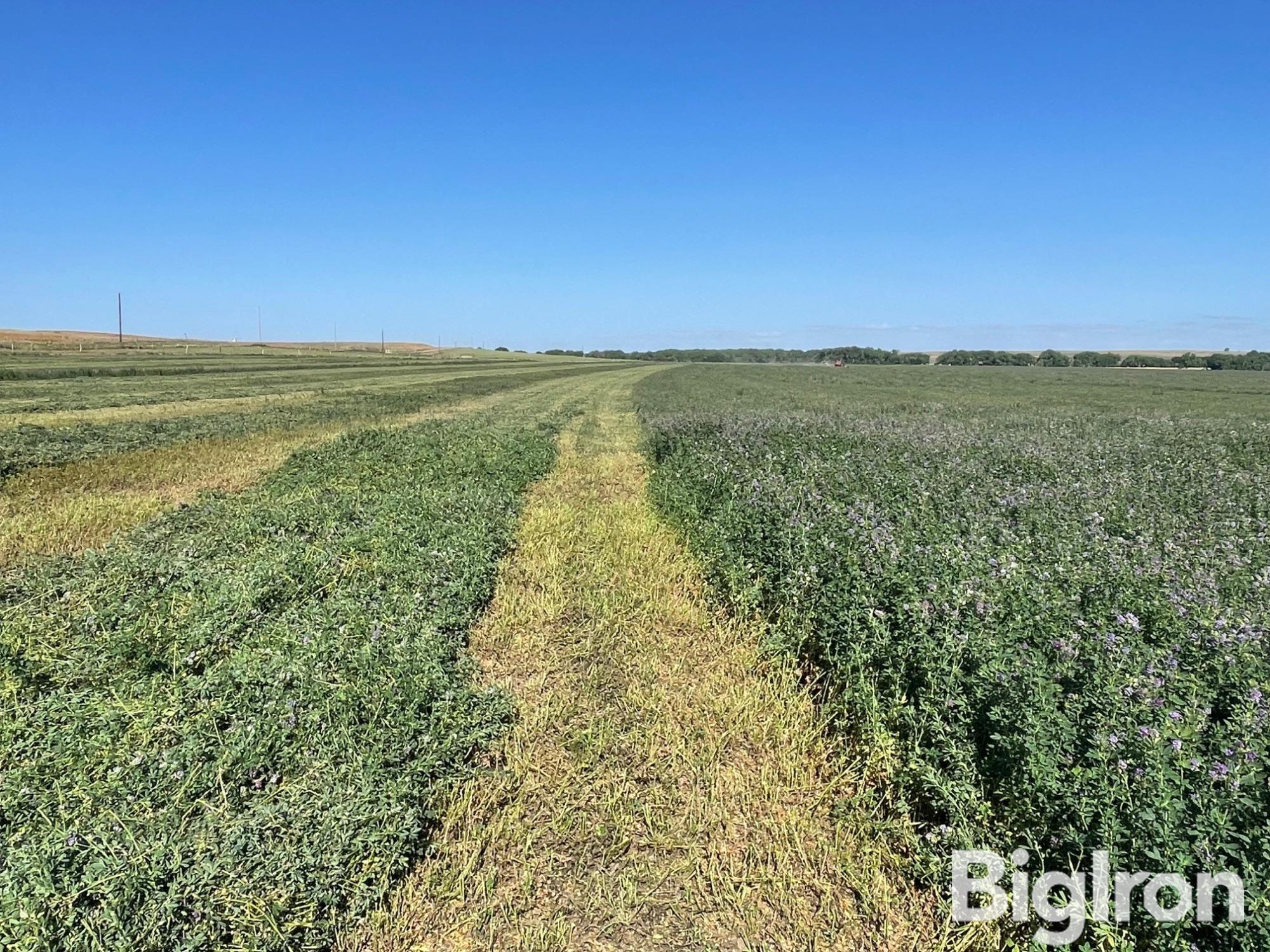 Alfalfa swathing 5.jpg