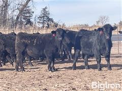 90) 98% Angus Cross 2% Red Angus Steers (BID PER LBS) 