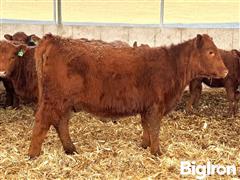 10) Red Angus Open Replacement Heifers (Free Unit Of Semen/hd Of TAC Drifter 2.0 L407) (BID PER HEAD) 