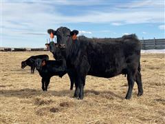 8) Blk Angus 1st Heifer Pairs (BID PER HEAD) 