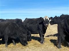 Blk Angus Coming 8-10 YO Bred Cows (BID PER HEAD) 