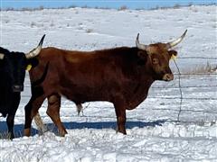 Red Purebred Corriente Bull 