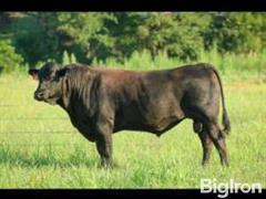 10) BAR R H1 ET (Wagyu Semen) (HOMOZYGOUS POLLED) (BID PER UNIT) 