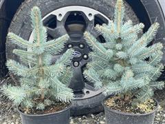 Blue Spruce Trees 