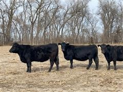 2nd & 3rd Calving Sim Angus Cows (BID PER HEAD) 