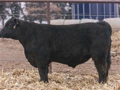 HA Flat Top 221(Yearling Angus Bull) 