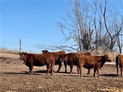 REG Red Angus Bred Heifers (BID PER HEAD) 