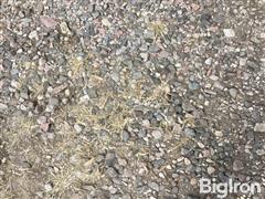 IMG_2229.jpeg