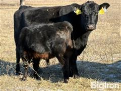 4) Blk Angus 5YO Purebred Pairs (BID PER PAIR) 