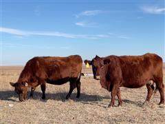 11) Red Angus 5-7 YO Bred Cows (BID PER HEAD) 