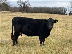 4) Blk Short & Solid Bred Cows (BID PER HEAD) 