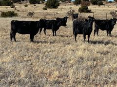 8) Angus 3 YO Bred Cows (April-May Calvers) (BID PER HEAD) 
