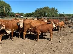 Reg. Hereford Spring Bred Pairs (Bull Calves) (BID PER PAIR) 