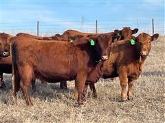 5) Red Angus Bred Heifers (AId To Relentless For 1 Day) (BID PER HEAD) 