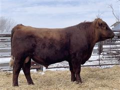 STOCK RIDGE 206 (2 YO Red Angus Bull) 