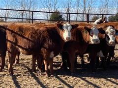 Red Baldy-Brockle Replacement Open Heifers (BID PER HEAD) 