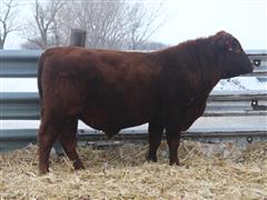 RED RIGHT 004 Red Angus Bull 