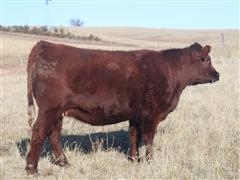 SCMH TARA 257 Red Angus Bred Heifer 