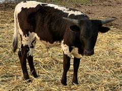 1) Yearling Longhorn Bull 