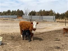 Hereford 1st Calf Heifer Pairs (BID PER PAIR) 