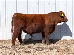 Merlin 326L (Red Angus) 