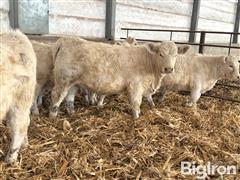 11) Pure Bred Charolais Open Replacement Heifers (BID PER HEAD) 