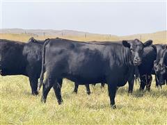 19) Blk Angus Open Yearling Heifers (Jorgensen Influence) (BID PER LBS) 