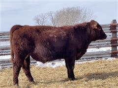 STOCKMAN HOUSE 2827(18 Month Red Angus Bull) 