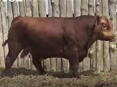 Sutphin's Ribeye 5237 Red Angus Bull 