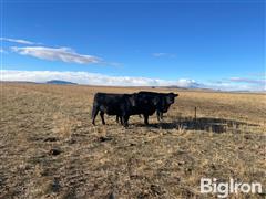 3) Reg. Blk. Angus Comin' 3 YO Bred Cows (BID PER HEAD) 