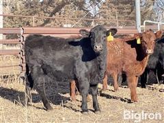 100) 90% Angus Cross 10% Red Angus Heifers (BID PER LBS) 