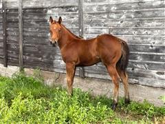 Pable Queen Filly2.jpg