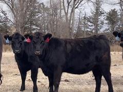 11) Blk Angus 2 YO Bred Heifers (BID PER HEAD) 